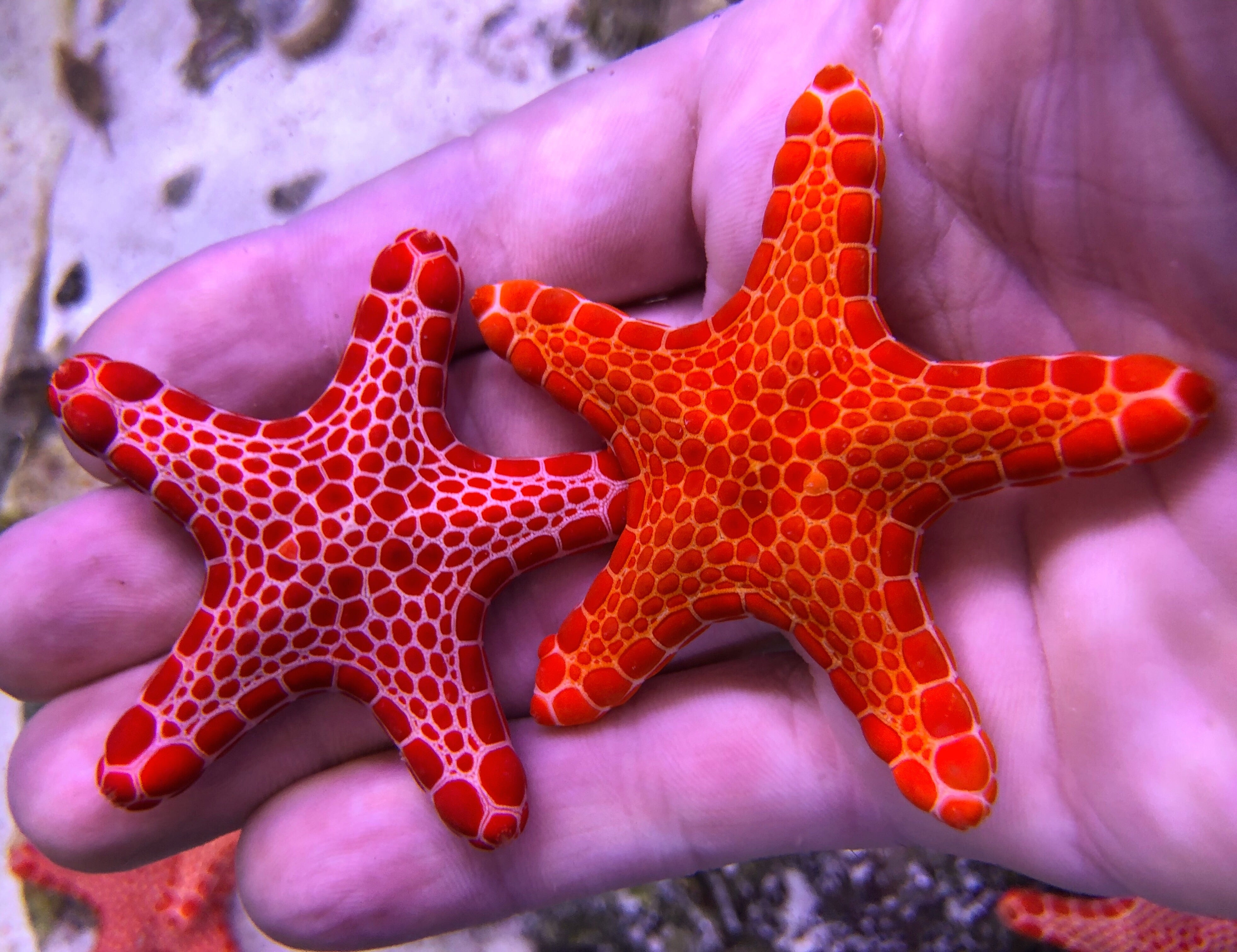 Buy Starfish Reef Sinker Value Pack - 20oz at Mighty Ape Australia