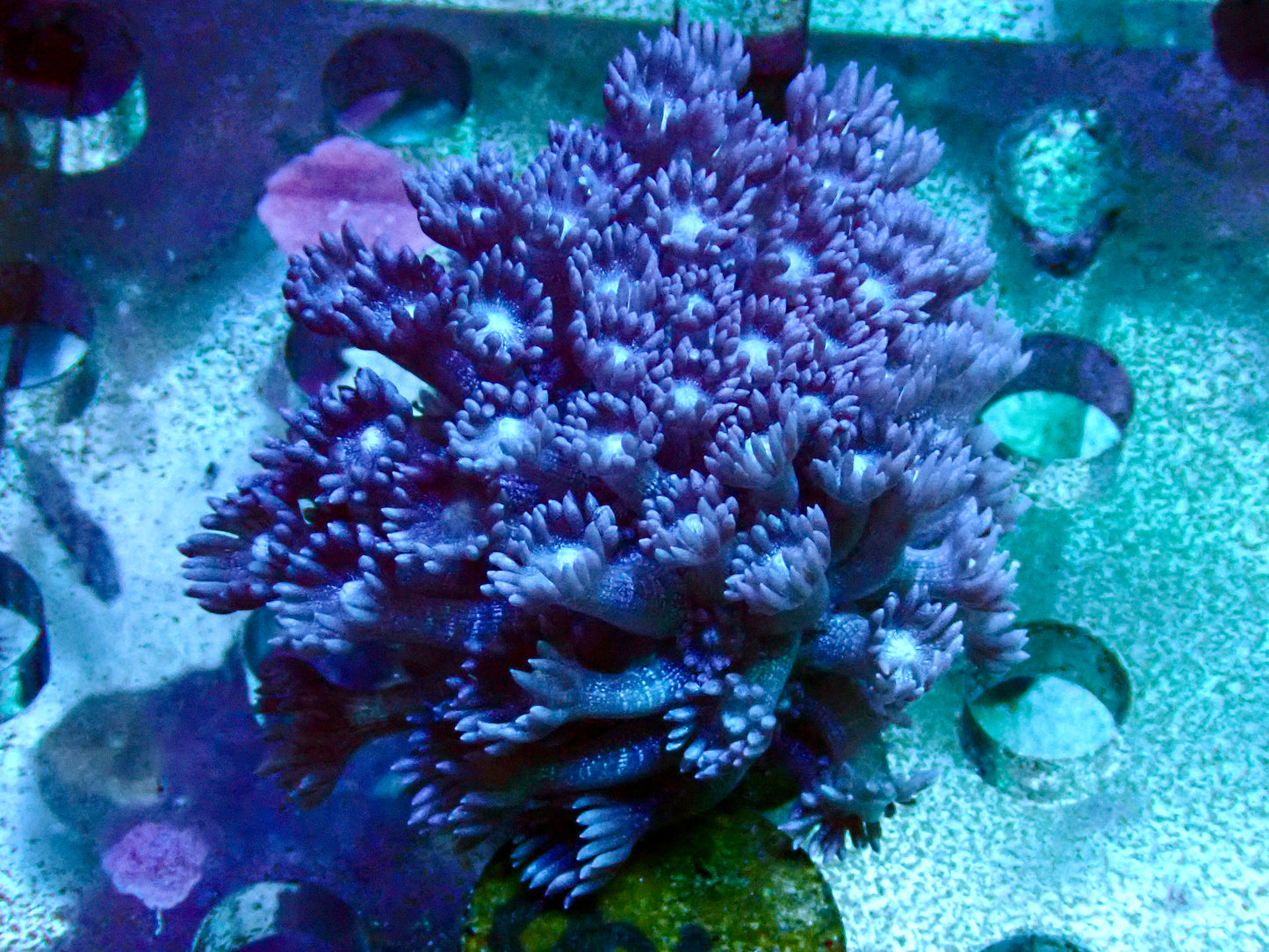 Blue glitter Goniopora frag