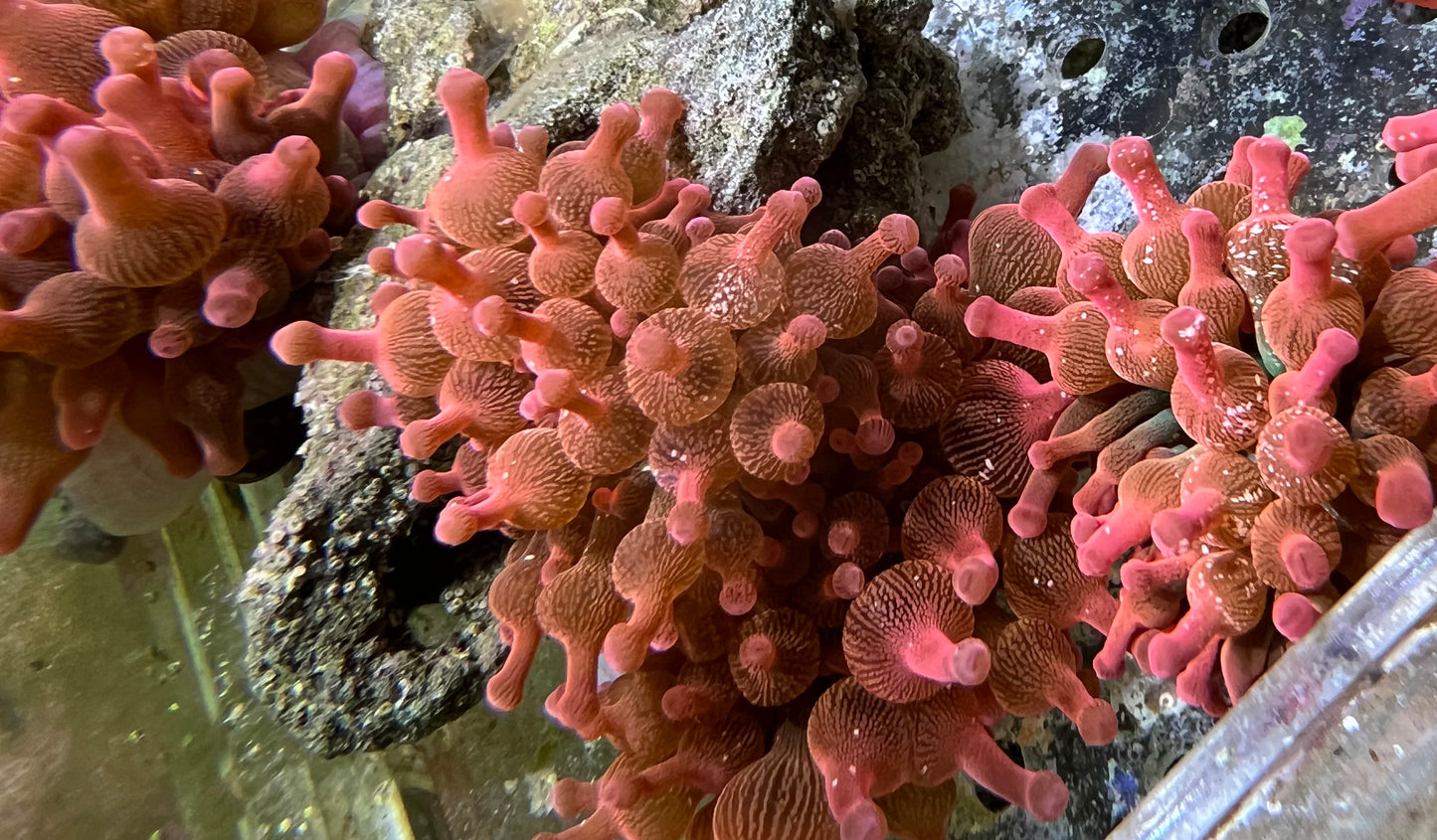 Forest fire bubble Tip Anemone