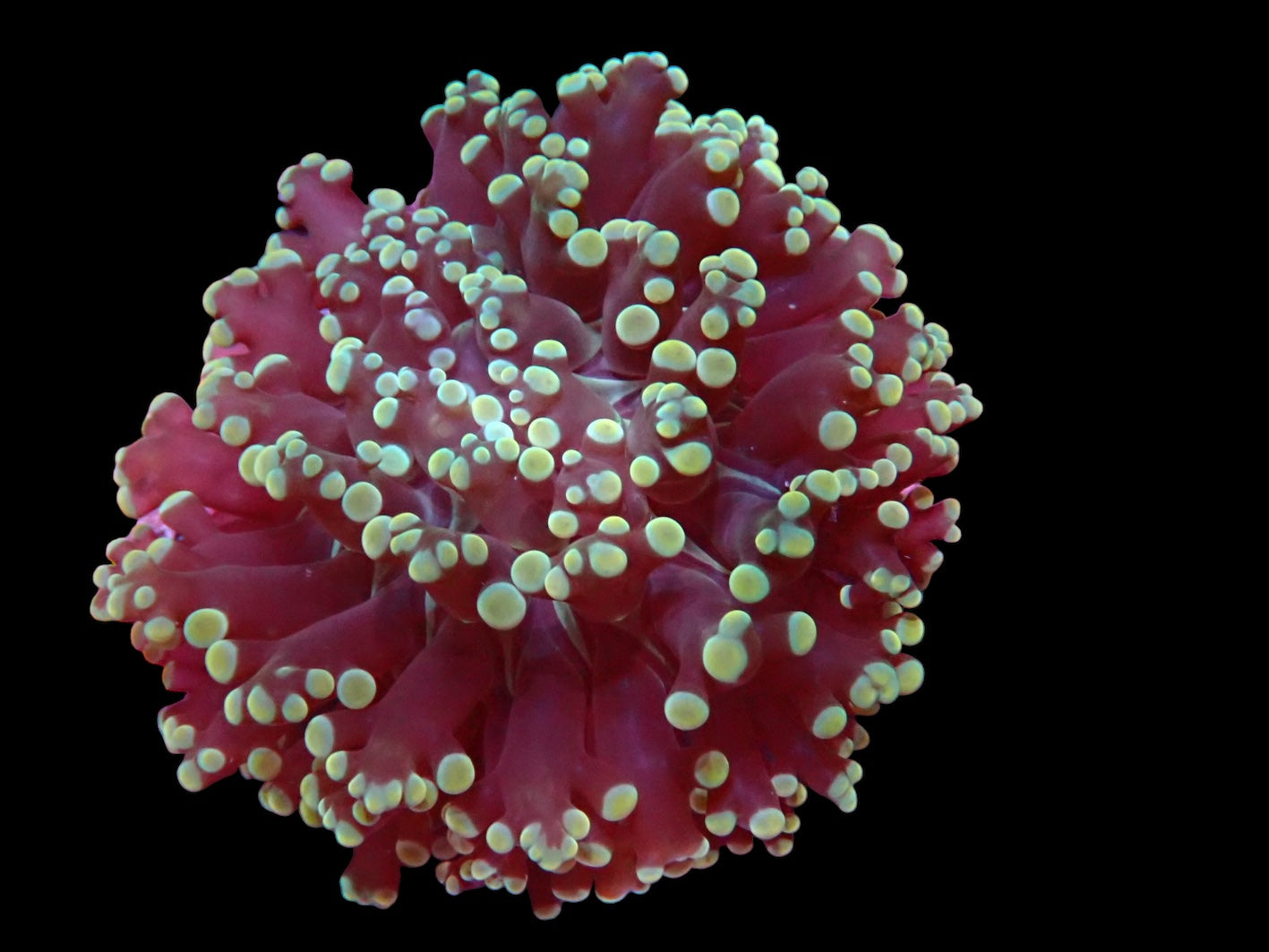 NT frogspawn - Euphyllia 3