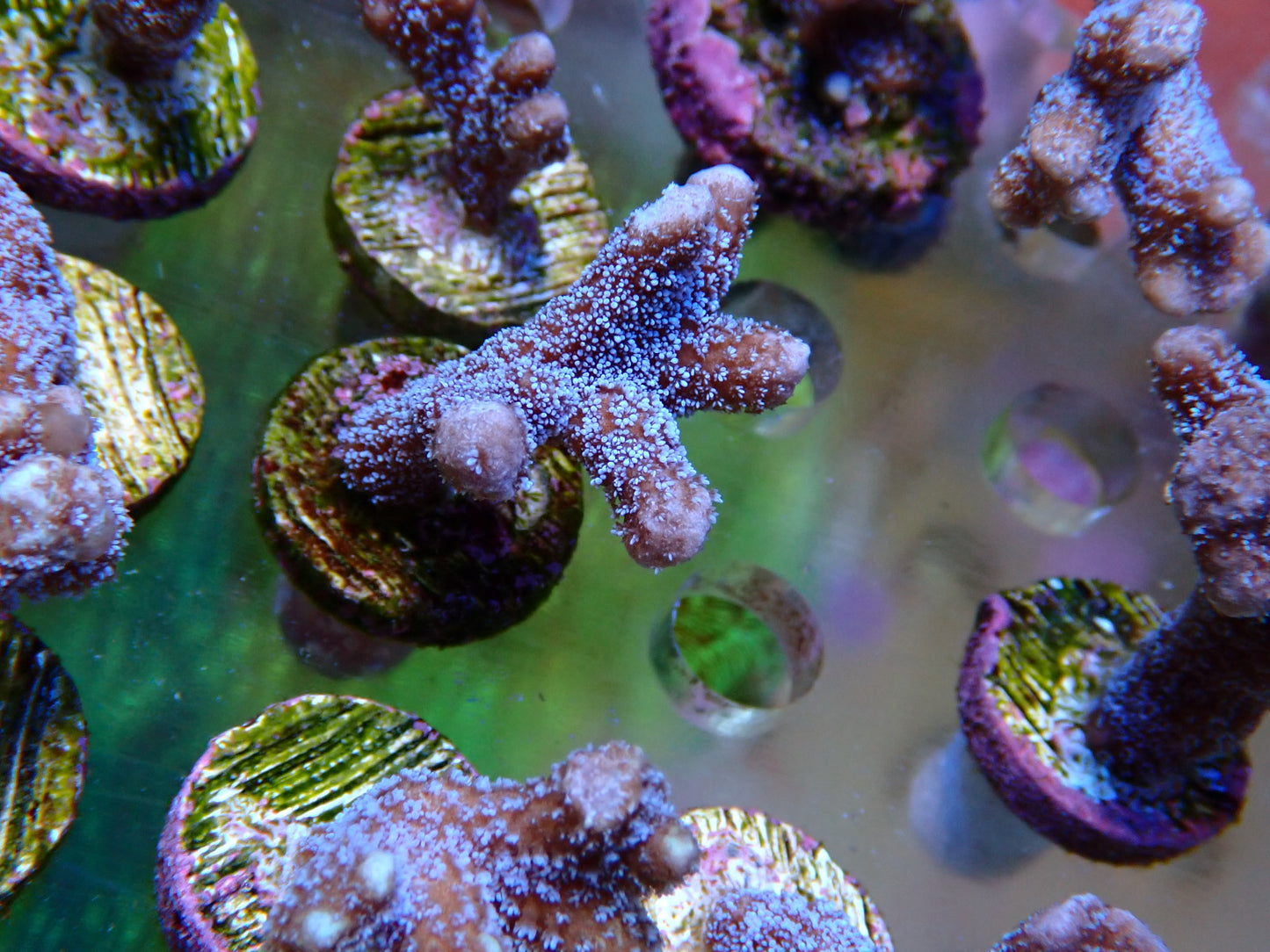 Blue digi - Montipora Digitata Small