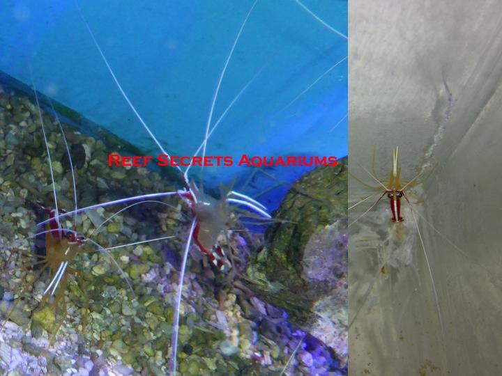 Red Line Cleaner Shrimp