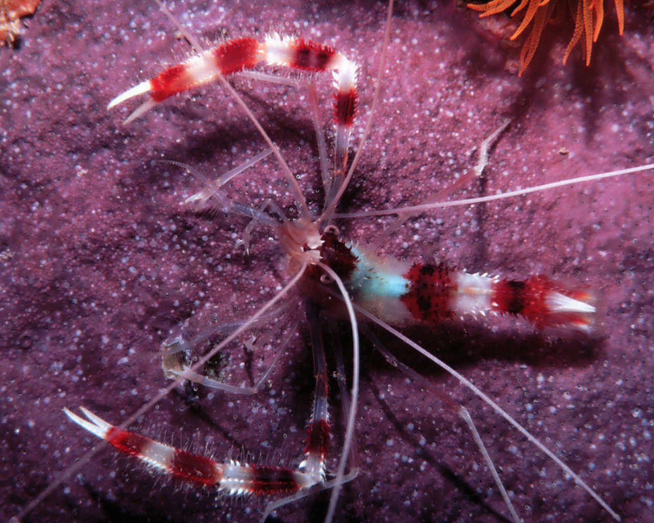 Coral Banded Shrimp
