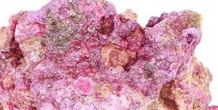 Coralline Algae