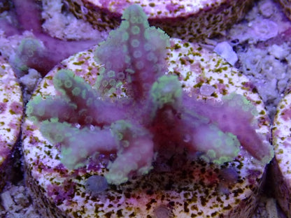 pink Green tip birdsnest frags