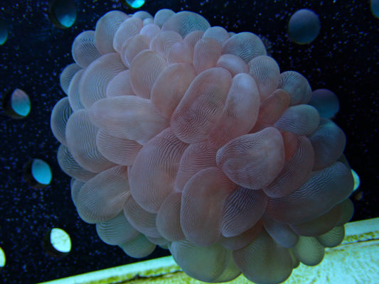 Plerogyra sinuosa Bubble Coral
