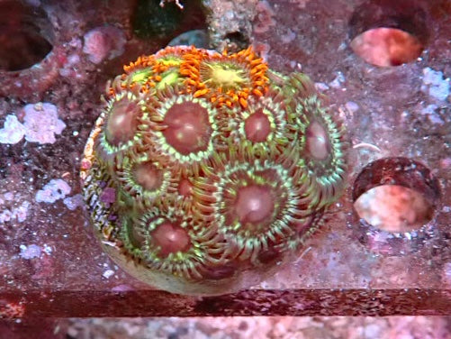 Assorted zoa frag 2