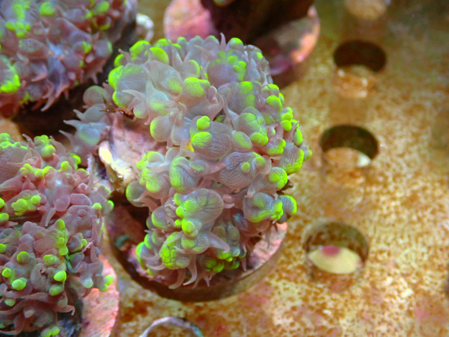 Plerogyra sinuosa Bubble Coral frag 1