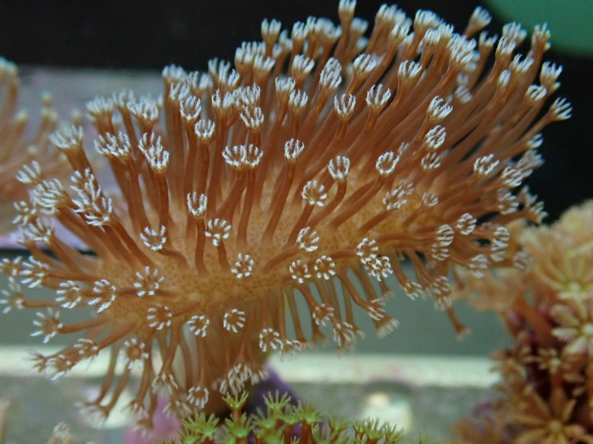 Soft Coral frag 18