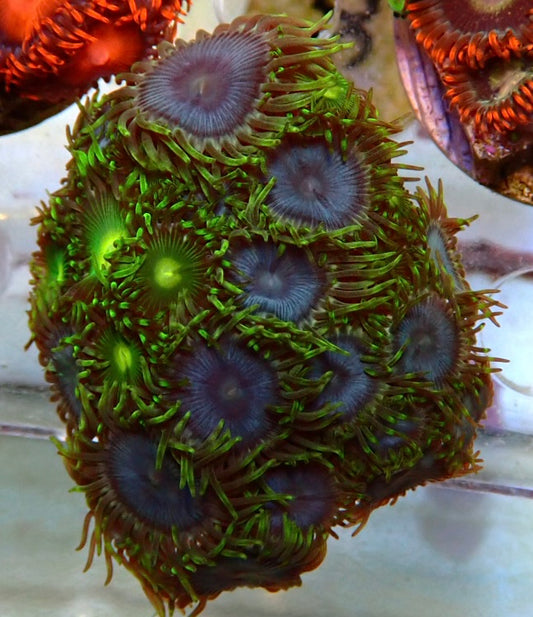 Assorted zoa frag 23