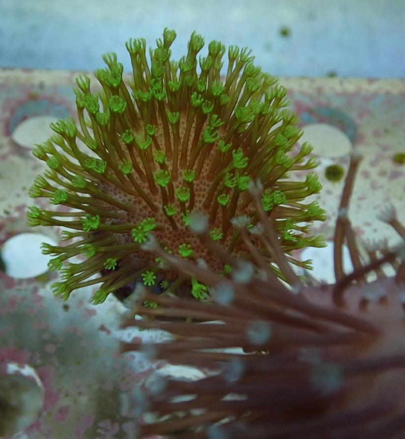 Soft Coral frag 11