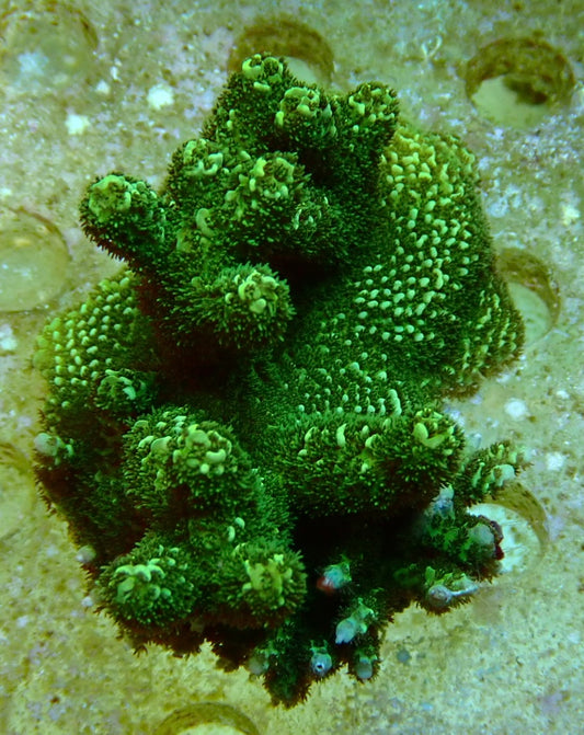 RS green milli Sps Frags