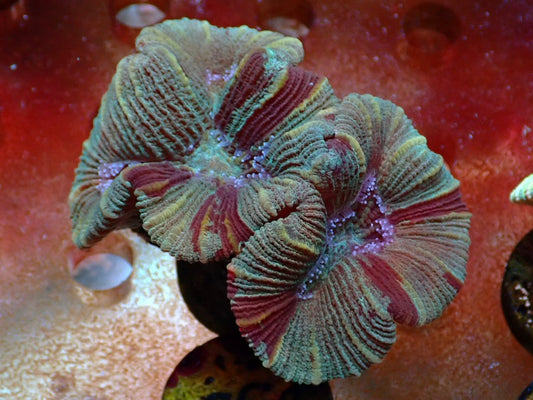 Trachyphyllia geoffrey 2