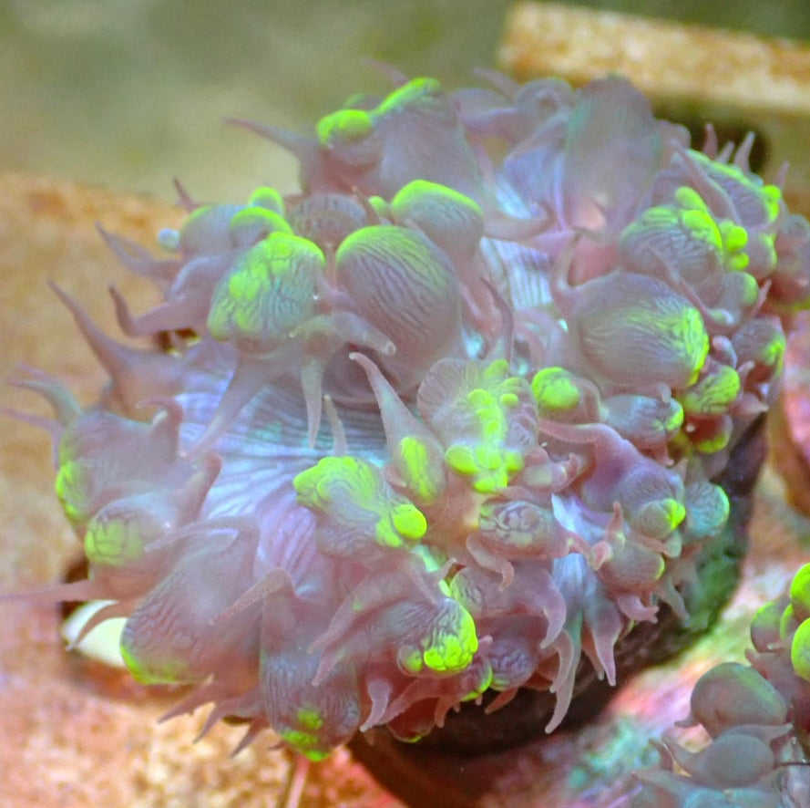 Plerogyra sinuosa Bubble Coral frag 1