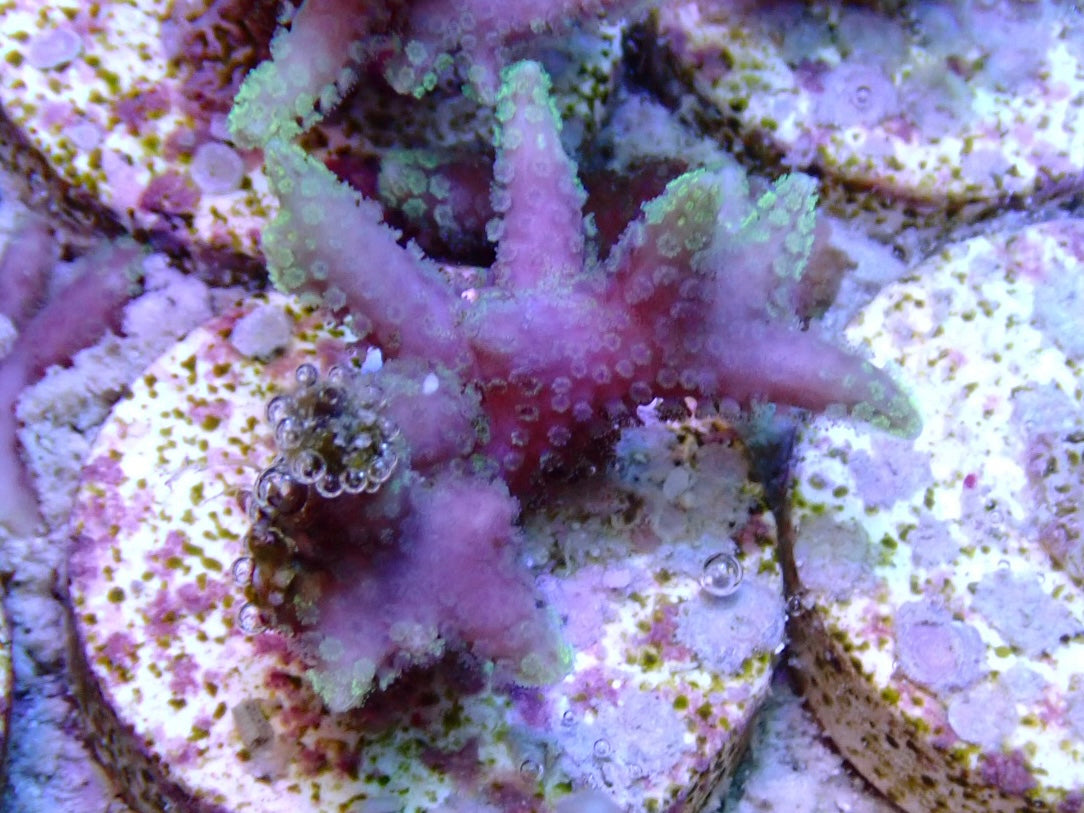 pink Green tip birdsnest frags