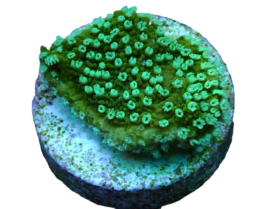 Green Pepper frag 1