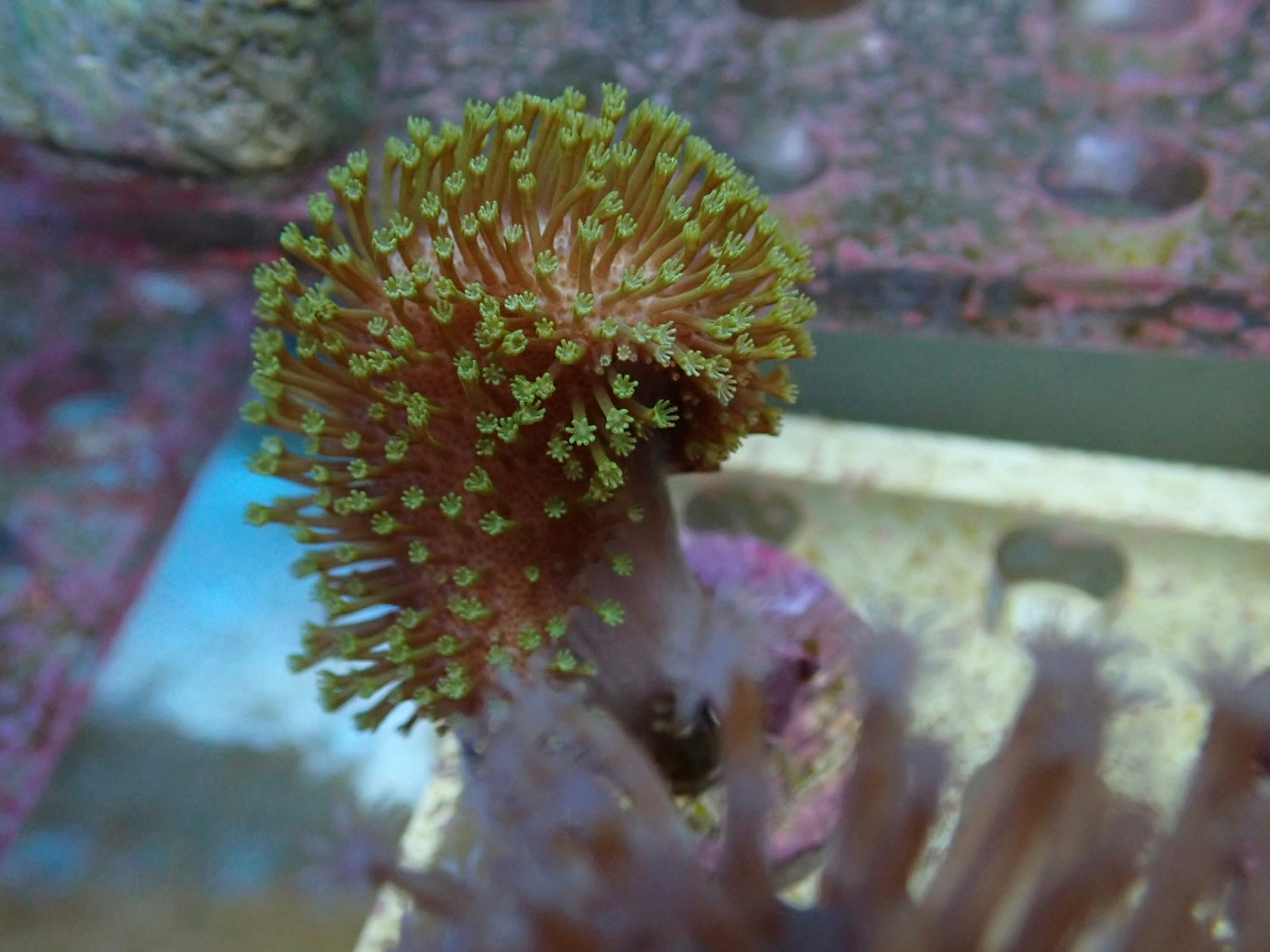 Soft Coral frag 8