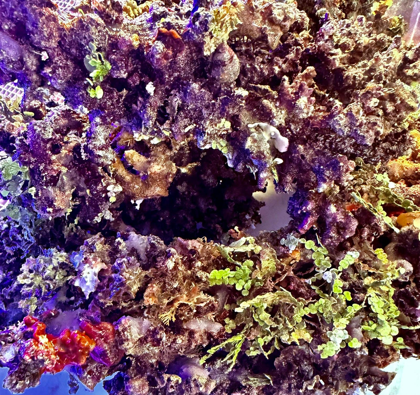 Cairns Marine Christmas rock per kg.