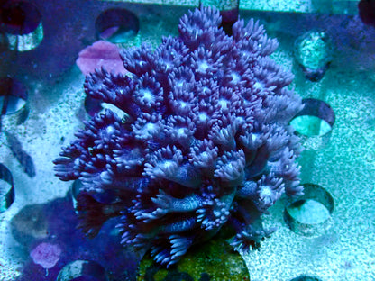 Blue glitter Goniopora frag