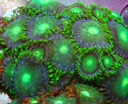 Assorted zoa frag 7