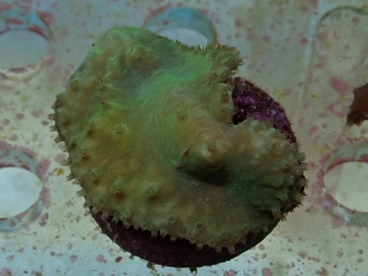 Soft Coral frag 22