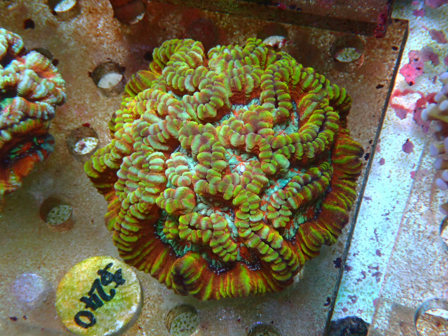 Ultra multicolour Wilsoni 2