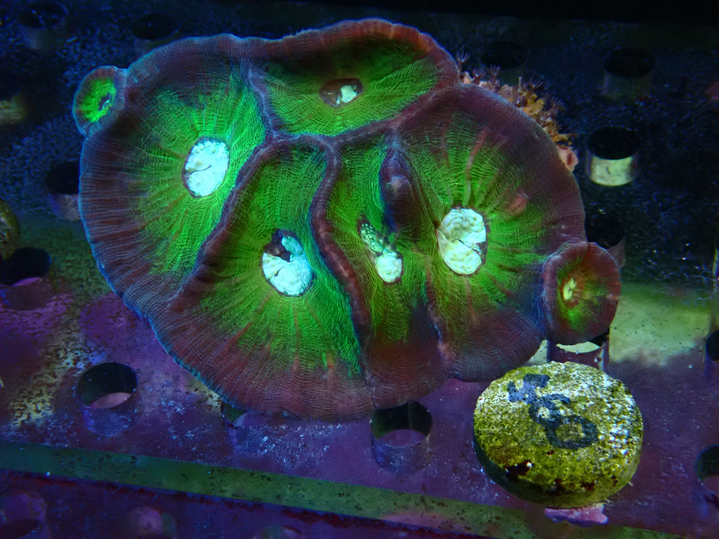 Corallimorph coral lps