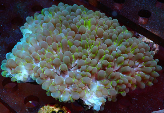 Physogyra

Small Bubble polyp Coral