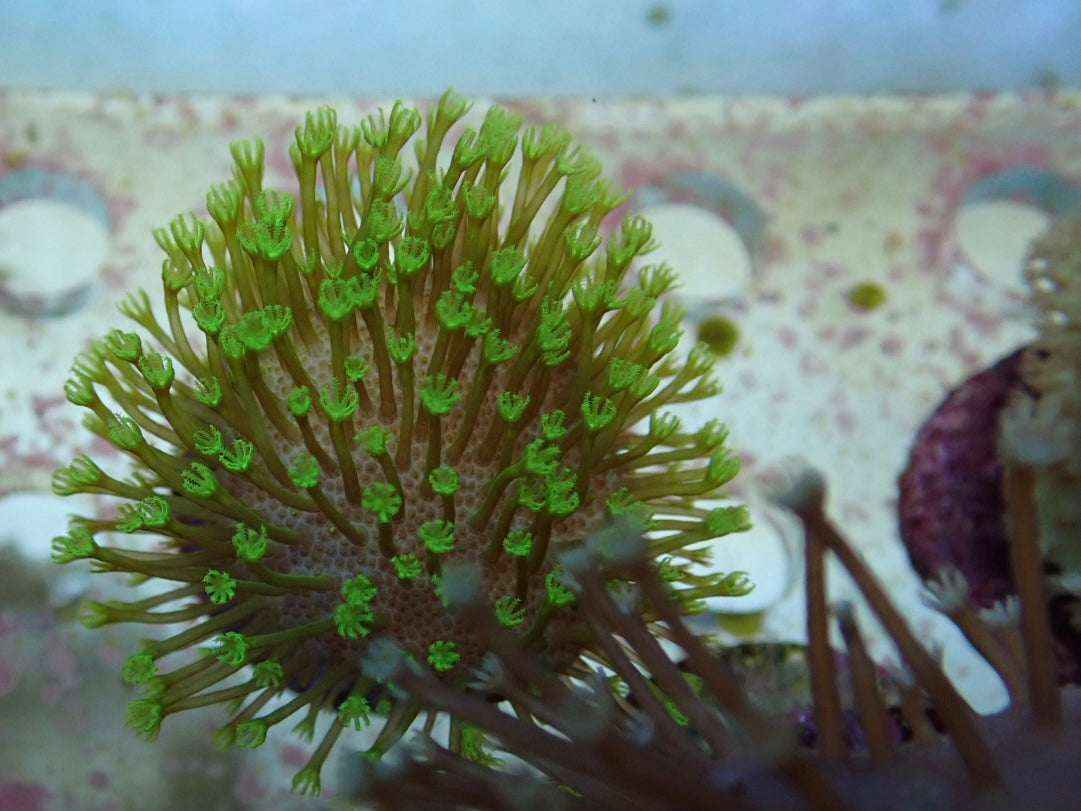 Soft Coral frag 23