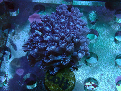 Blue glitter Goniopora frag