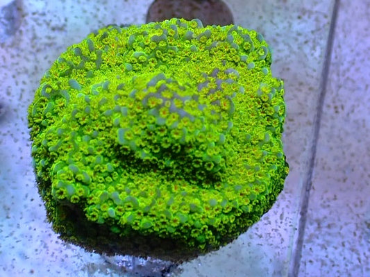 Ultra Green Montipora