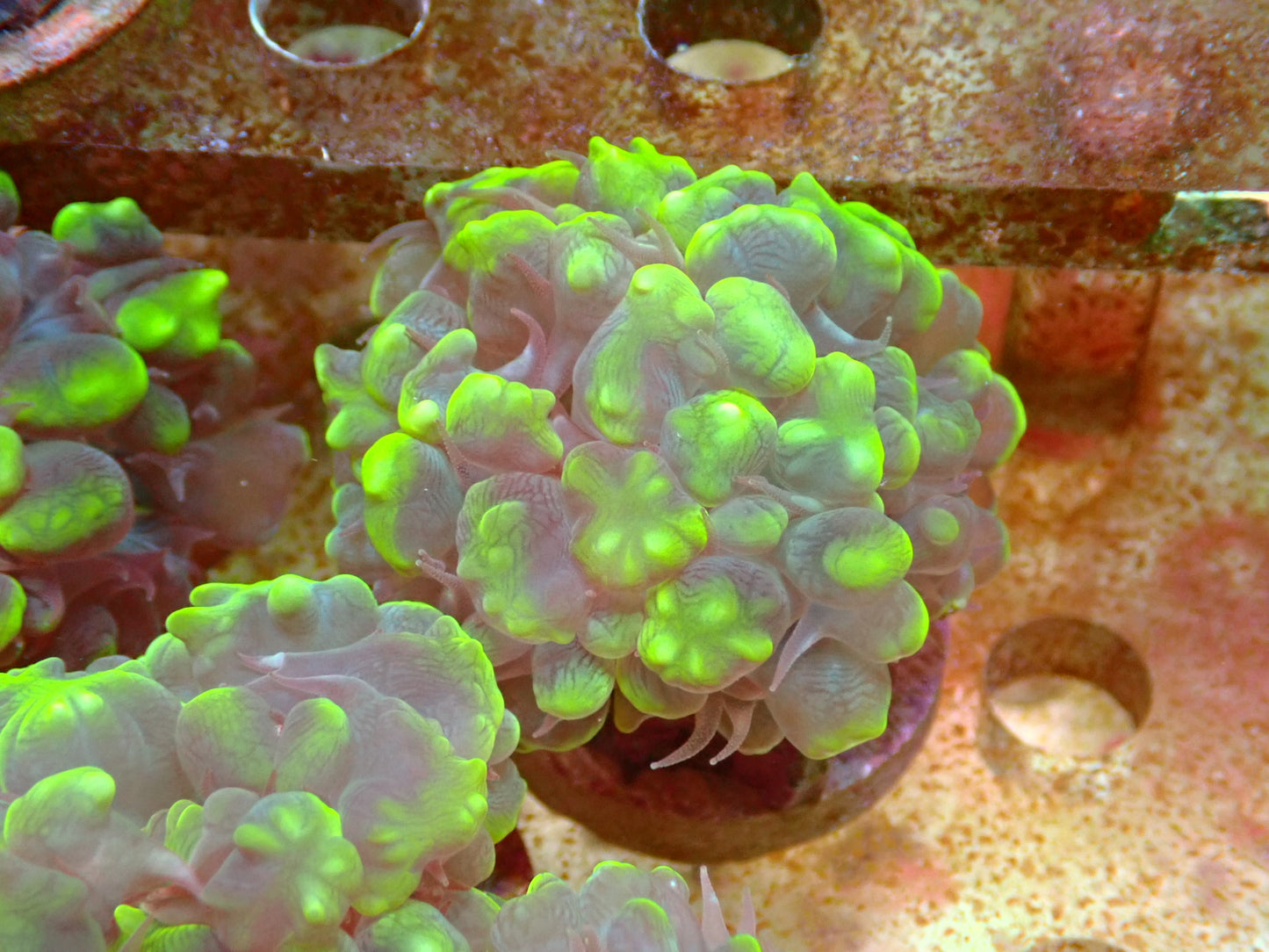 Plerogyra sinuosa Bubble Coral frag 1