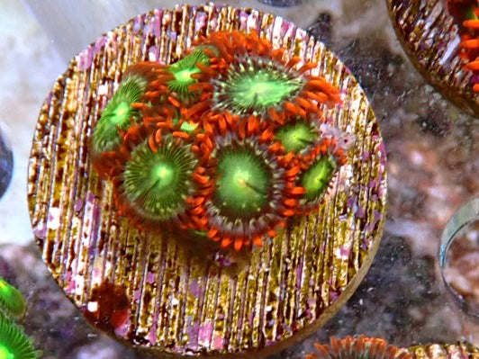 Assorted zoa frag 5