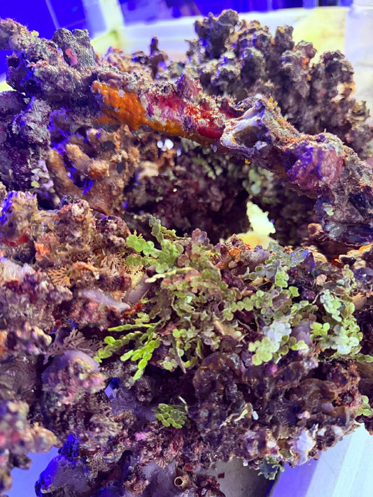 Cairns Marine Christmas rock per kg.