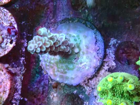 SPS frags 25