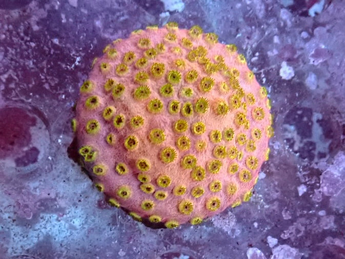 Ultra Cyphastrea