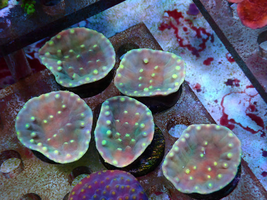 Yellow Turbinaria frags