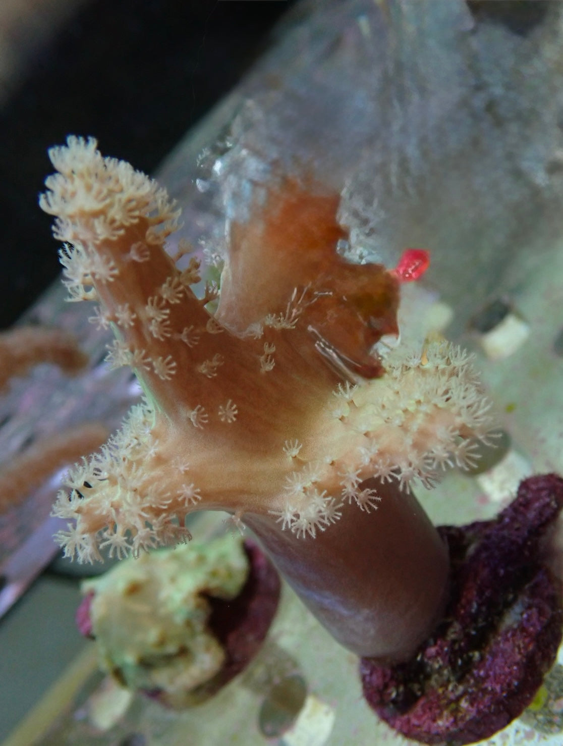 Soft Coral frag 14