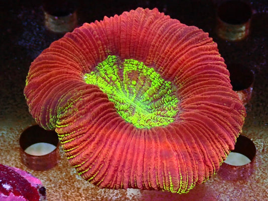 Trachyphyllia geoffrey 4