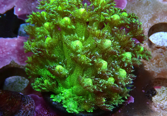 Goniopora Glitter Frag 1