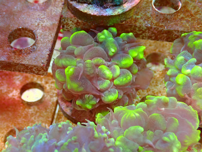 Plerogyra sinuosa Bubble Coral frag 1