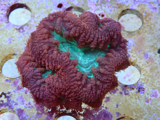 WYSIWYG Blastomussa Frag 2