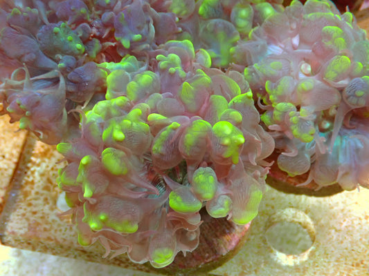 Plerogyra sinuosa Bubble Coral frag 1