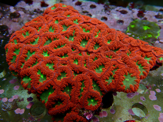 WYSIWYG Blastomussa 1