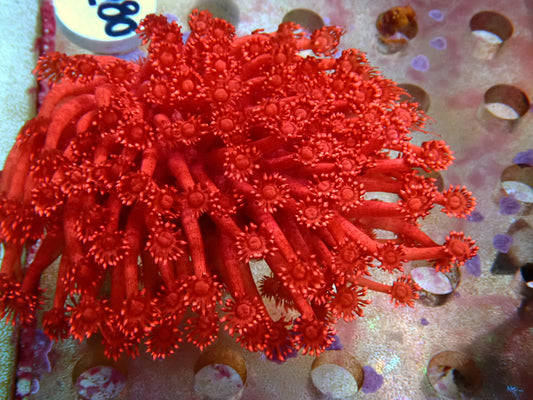 Red glitter Goniopora 1