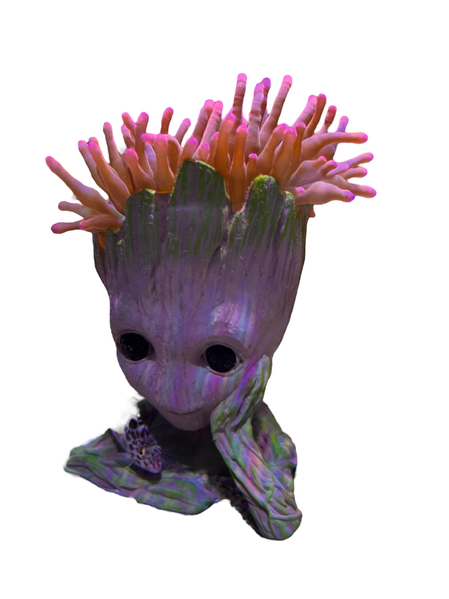 Groot Forest fire bubble Tip Anemone