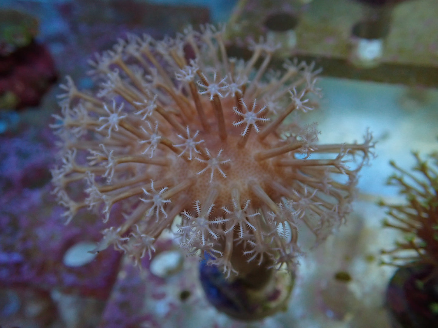 Soft Coral frag 1