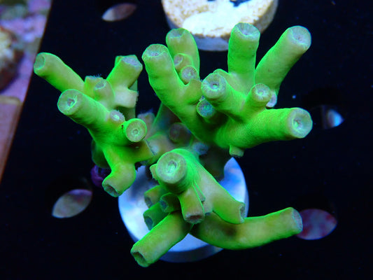 Turbinaria heroensis frags