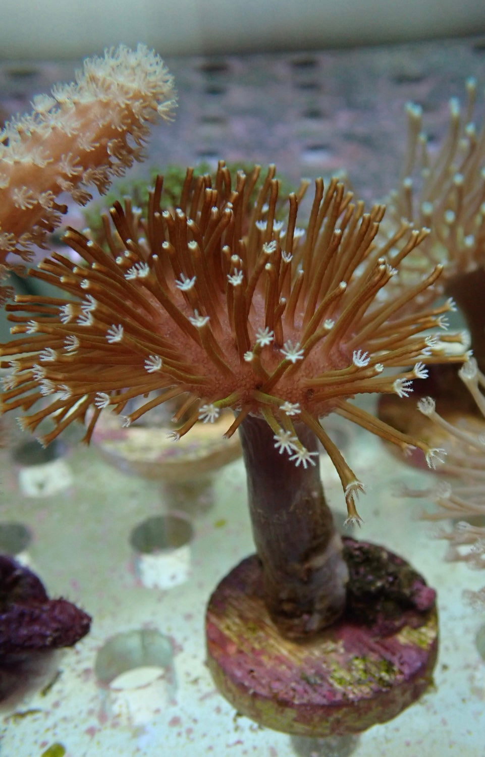 Soft Coral frag 15