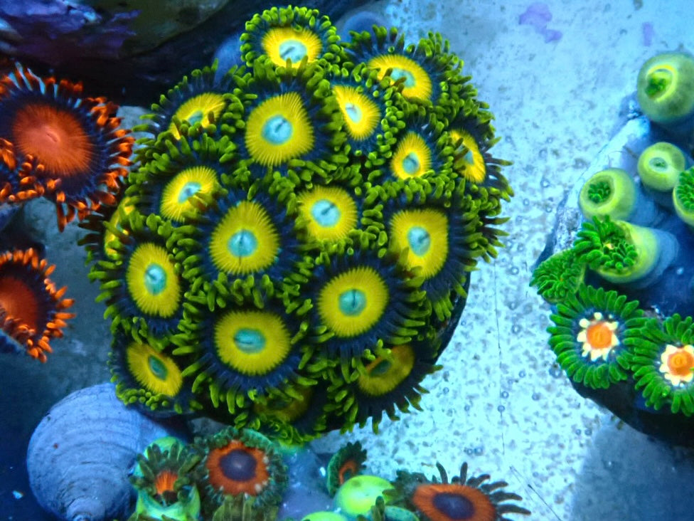 High end zoa frag Scrambled eggs